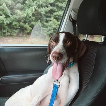 Kong -  German Shorthaired Pointer Dog for Adoption in Roswell, Georgia - Kong | PetCurious