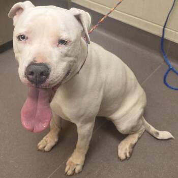 Pit Bull Terrier Dogs Available for Adoption - Tiana | PetCurious