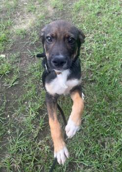 Labrador Retriever Dogs Available for Adoption in Benton, Arkansas - Sebastian | PetCurious