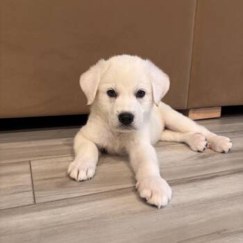 Babby -  Great Pyrenees Dog for Adoption in Austin, Texas - Babby | PetCurious