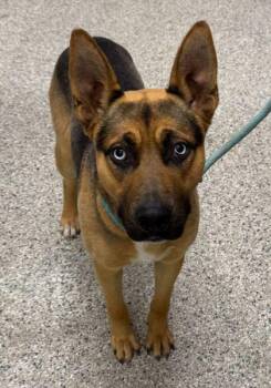 Alexei -  Shepherd and Siberian Husky Dog Available for Adoption in Kansas City, Missouri - Alexei | PetCurious