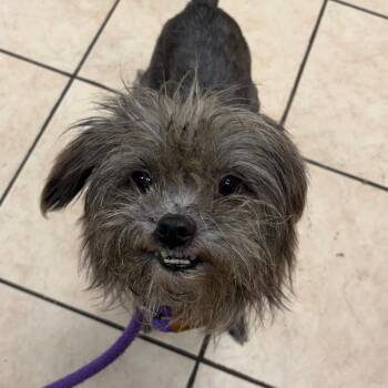 Hula -  Terrier Dog for Adoption in Birmingham, Alabama - Hula | PetCurious
