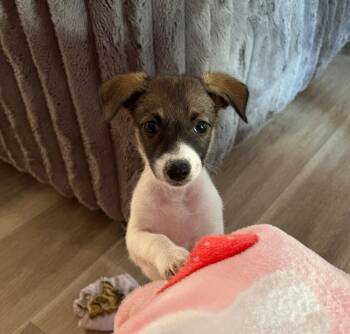 Stellar -  Bluetick Coonhound Dog for Adoption in Colorado Springs, Colorado - Stellar | PetCurious