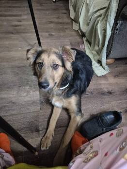 Bandit -  German Shepherd Dog Dog for Adoption in Pocatello, Idaho - Bandit | PetCurious