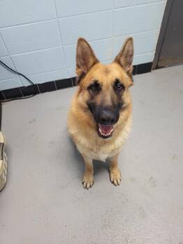 Shepherd Dogs Available for Adoption in Lawrenceville, Georgia - Pen 105 John | PetCurious
