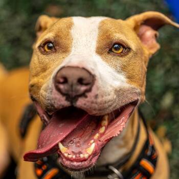 Rescue Mixed Breed Dogs for Adoption in Decatur, Georgia - Big Boy (I Have A Secret Crush!) | PetCurious