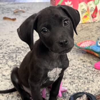 Vitamix -  Labrador Retriever Dog for Adoption in Columbia, South Carolina - Vitamix | PetCurious