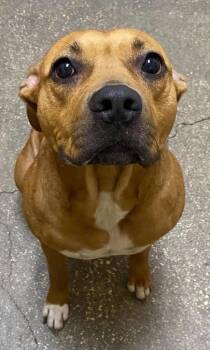 Roxie -  Mixed Breed Dog for Adoption in Ocala, Florida - Roxie | PetCurious