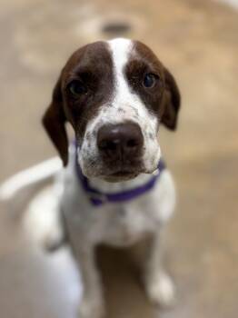 Mixed Breed Dogs Available for Adoption in Lockhart, Texas - Freckles | PetCurious