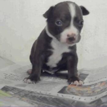 Nutty Buddy -  Chihuahua Dog for Adoption in Park Row, Texas - Nutty Buddy | PetCurious