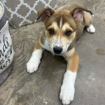 Husky and German Shepherd Dog Dogs Available for Adoption - Shaggy | PetCurious