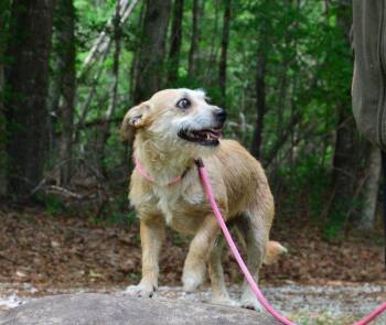 Terrier Dogs Available for Adoption in Willingboro, New Jersey - Bristol | PetCurious