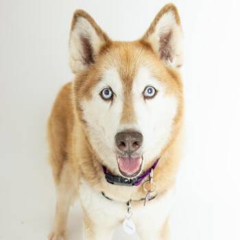 Jessie 14241 -  Husky Dog for Adoption in San Francisco, California - Jessie 14241 | PetCurious