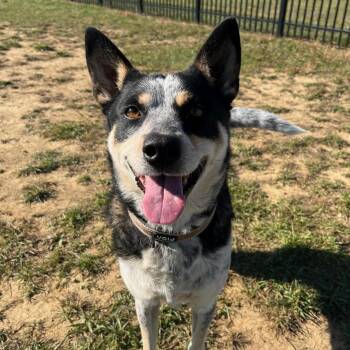 Rescue Cattle Dog Dogs for Adoption in West Jefferson, Ohio - Anya | PetCurious