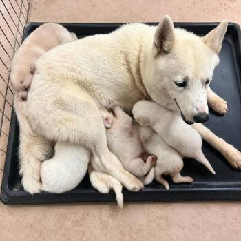 Pup Cup -  Spitz Dog for Adoption in Edinburg, Texas - Pup Cup | PetCurious