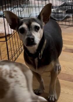 Gus -  Chihuahua and Mixed Breed Dog for Adoption in Severance, Colorado - Gus | PetCurious