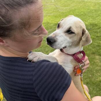 Latoya -  Chihuahua and Labrador Retriever Dog for Adoption in Ridgefield, Connecticut - Latoya | PetCurious