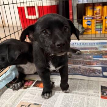 Twinkie -  Chihuahua and Mixed Breed Dog for Adoption in Edinburg, Texas - Twinkie | PetCurious