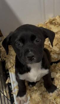 Labrador Retriever Dogs Available for Adoption - Loki | PetCurious