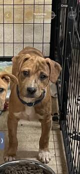 Catahoula Leopard Dog Dogs Available for Adoption in Social Circle, Georgia - Jax | PetCurious