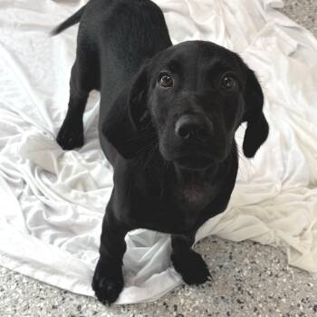 Grumpy -  Black Labrador Retriever Dog for Adoption in Freeport, Florida - Grumpy | PetCurious