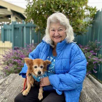 Yeti -  Pomeranian Dog for Adoption in Pacific Grove, California - Yeti | PetCurious