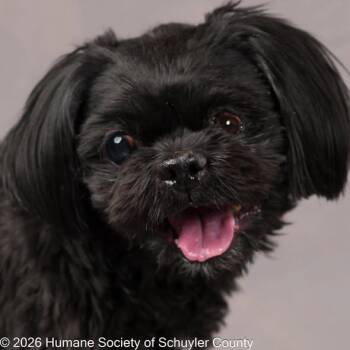 Shih Tzu Dogs Available for Adoption - Jett | PetCurious