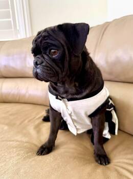 Pumpkin -  Pug Dog for Adoption in San Tan Valley, Arizona - Pumpkin | PetCurious