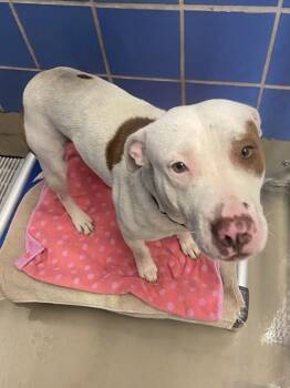 Pit Bull Terrier Dogs Available for Adoption - Johnny | PetCurious