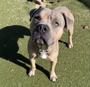 Pit Bull Terrier Dogs Available for Adoption - Bruno | PetCurious