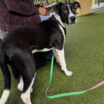 Dan -  Mixed Breed Dog for Adoption in West Palm Beach, Florida - Dan | PetCurious