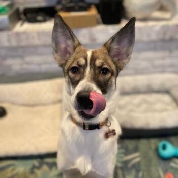 Husky Dogs Available for Adoption - Roo - Affectionate, Smart Boy, Great W/Dogs (fostered In Syracus | PetCurious