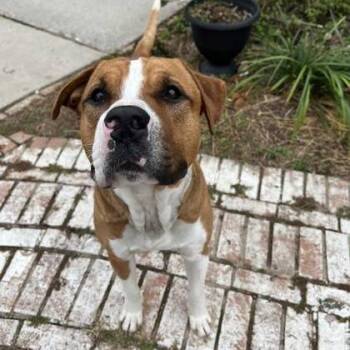 Pibble -  Mixed Breed Dog for Adoption in Titusville, Florida - Pibble | PetCurious