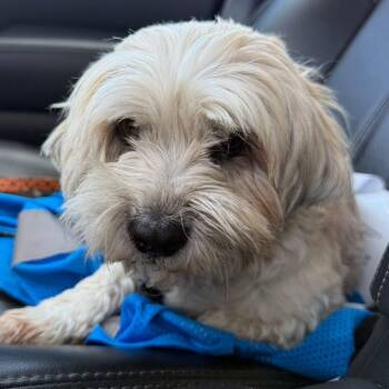 Maltese and Shih Tzu Dogs Available for Adoption - Kida | PetCurious