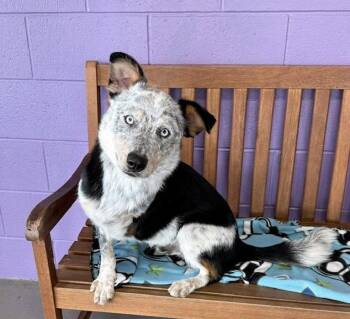 **JAXX** -  Australian Cattle Dog Blue Heeler Dog for Adoption in North Prairie, Wisconsin - **JAXX** | PetCurious