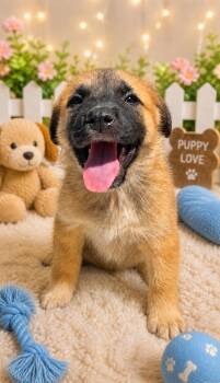 Anatolian Shepherd Dogs Available for Adoption in New Berlin, Wisconsin - GAGE   $425 | PetCurious