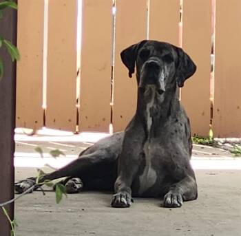 Great Dane Dogs Available for Adoption in San Antonio, Texas - CLEOPATRA III | PetCurious