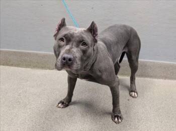 BELLA -  Pit Bull Terrier Dog for Adoption in Las Vegas, Nevada - BELLA | PetCurious