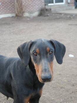 Doberman Pinscher Dogs Available for Adoption - Zena | PetCurious