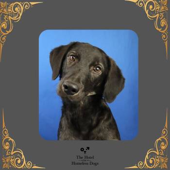 Graham -  Standard Poodle and Mixed Breed Dog for Adoption in Cumberland, Rhode Island - Graham | PetCurious