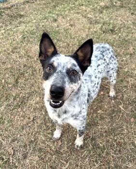 Rescue Australian Cattle Dog Blue Heeler and Mixed Breed Dogs for Adoption in Fort Worth, Texas - Hannah | PetCurious