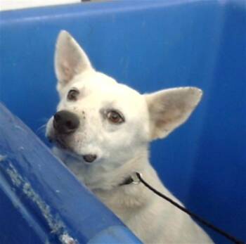 SILAS -  Mixed Breed Dog for Adoption in Dallas, Texas - SILAS | PetCurious