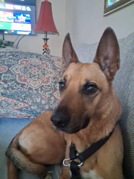 Rescue German Shepherd Dog Dogs for Adoption in Center Square, Pennsylvania - Victor | PetCurious