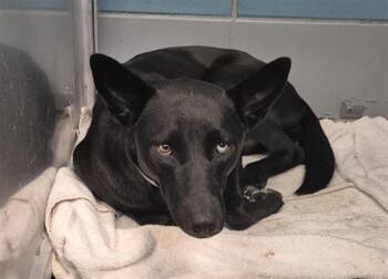 VALERIE -  Husky and Mixed Breed Dog for Adoption in Houston, Texas - VALERIE | PetCurious