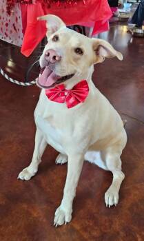Yellow Labrador Retriever Dogs Available for Adoption in Sioux City, Iowa - Sunny | PetCurious