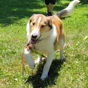 Buster -  Collie Dog for Adoption in Phoenixville, Pennsylvania - Buster | PetCurious