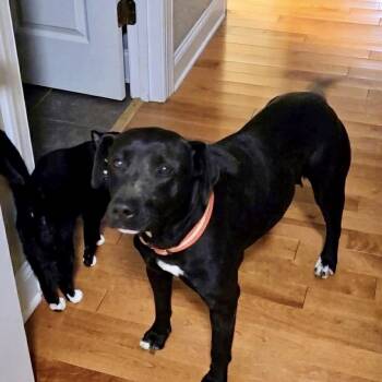 Mixed Breed Dogs Available for Adoption - Emma Stone | PetCurious