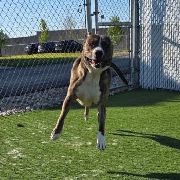 Pit Bull Terrier Dogs Available for Adoption in Bristol, Indiana - Yogi Bear | PetCurious