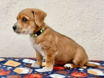 Dachshund Dogs Available for Adoption in Palo Alto, California - Schoolyard: Tetherball | PetCurious