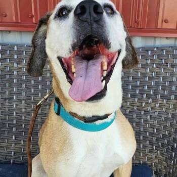 Sherman sponsored adoption fee -  Boxer and Beagle Dog for Adoption in Plainfield, Illinois - Sherman Sponsored Adoption Fee | PetCurious